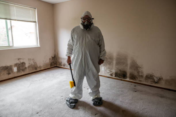 Best Post-Flood Mold Remediation in Struthers, OH